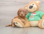 5 week old Mini Irish Doodle Puppy For Sale - Pilesgrove Pups