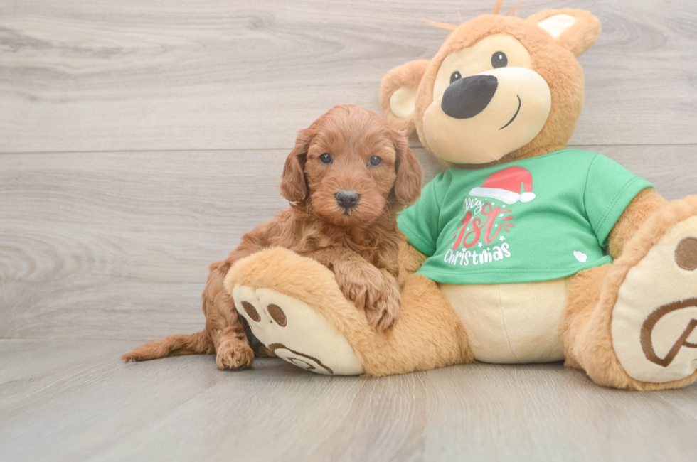 5 week old Mini Irish Doodle Puppy For Sale - Pilesgrove Pups