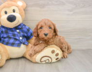 5 week old Mini Irish Doodle Puppy For Sale - Pilesgrove Pups