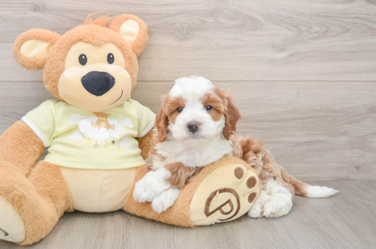 Funny Mini Irish Doodle Poodle Mix Pup