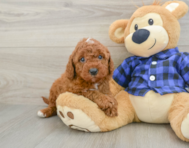 5 week old Mini Irish Doodle Puppy For Sale - Pilesgrove Pups