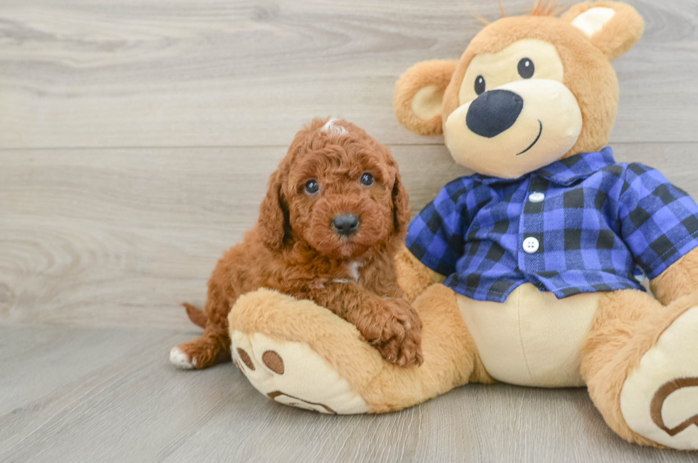 6 week old Mini Irish Doodle Puppy For Sale - Pilesgrove Pups
