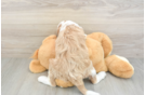 Playful Irish Setterpoo Poodle Mix Puppy