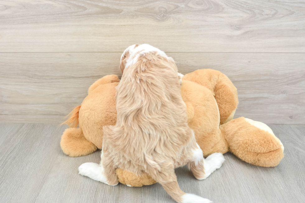 Playful Irish Setterpoo Poodle Mix Puppy