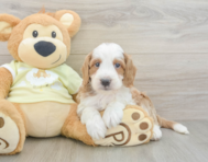 5 week old Mini Irish Doodle Puppy For Sale - Pilesgrove Pups