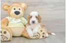 Petite Mini Irish Doodle Poodle Mix Pup