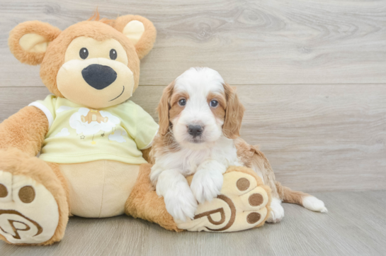 Petite Mini Irish Doodle Poodle Mix Pup