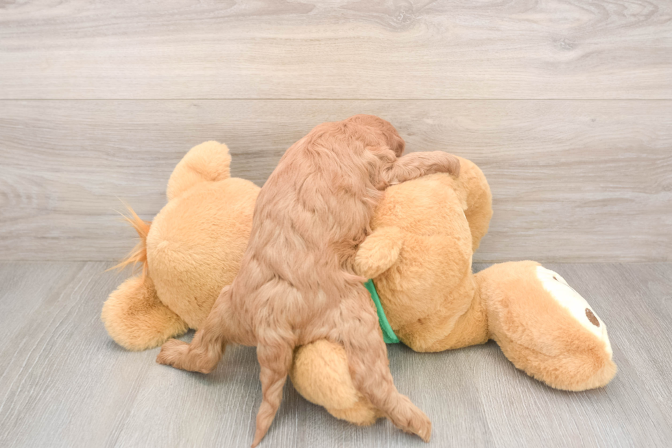 Mini Irish Doodle Pup Being Cute