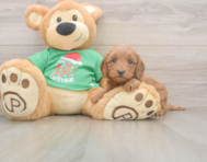 5 week old Mini Irish Doodle Puppy For Sale - Pilesgrove Pups