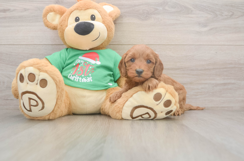 5 week old Mini Irish Doodle Puppy For Sale - Pilesgrove Pups