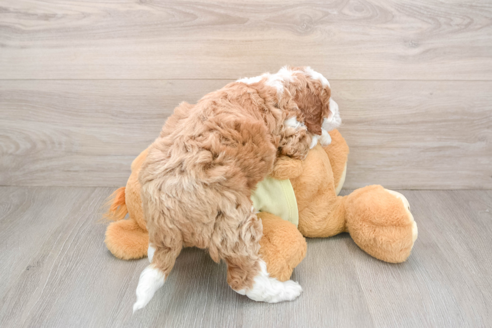 Happy Mini Irish Doodle Baby