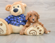 5 week old Mini Irish Doodle Puppy For Sale - Pilesgrove Pups