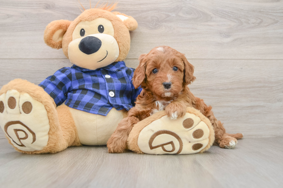 Fluffy Mini Irish Doodle Poodle Mix Pup