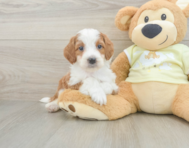 6 week old Mini Irish Doodle Puppy For Sale - Pilesgrove Pups