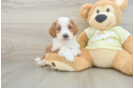 Energetic Setterdoodle Poodle Mix Puppy