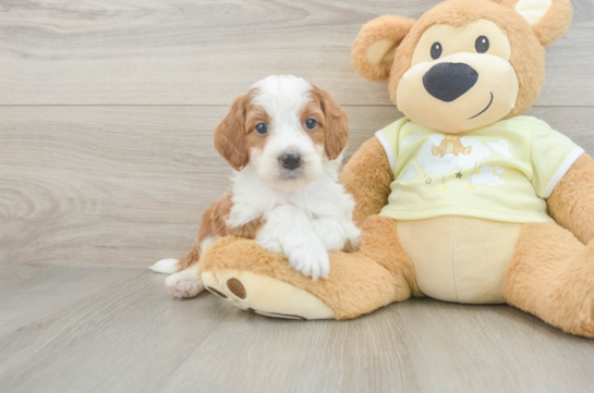 Energetic Setterdoodle Poodle Mix Puppy