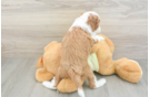 Mini Irish Doodle Puppy for Adoption