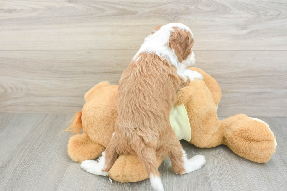 Mini Irish Doodle Puppy for Adoption