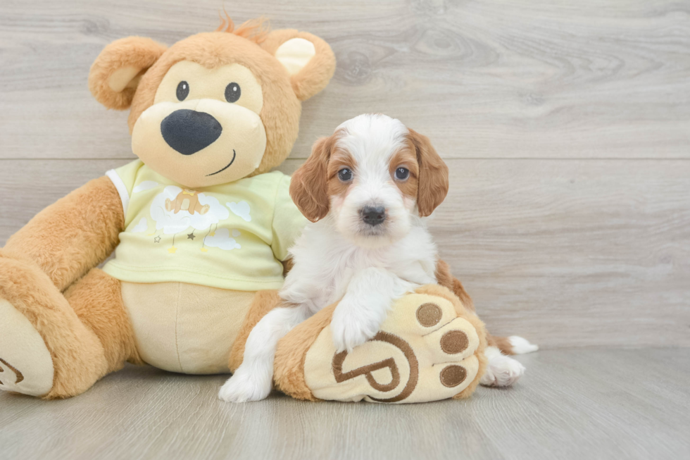 Best Mini Irish Doodle Baby