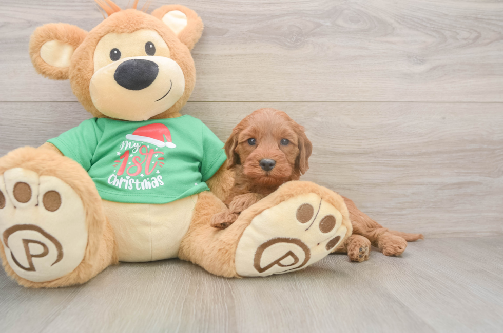 5 week old Mini Irish Doodle Puppy For Sale - Pilesgrove Pups