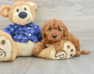 6 week old Mini Irish Doodle Puppy For Sale - Pilesgrove Pups