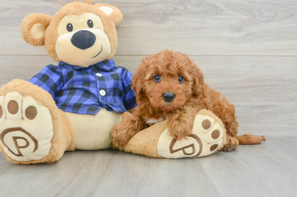 6 week old Mini Irish Doodle Puppy For Sale - Pilesgrove Pups