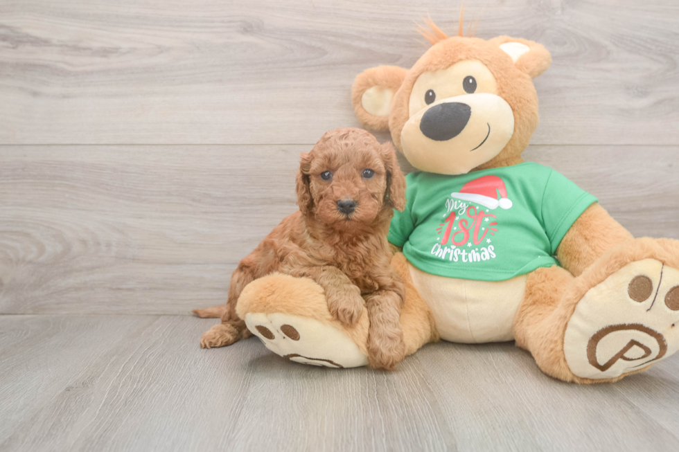 Friendly Mini Irish Doodle Baby