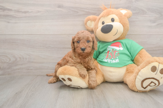 Friendly Mini Irish Doodle Baby