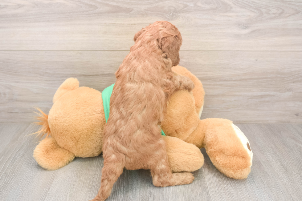 Mini Irish Doodle Puppy for Adoption