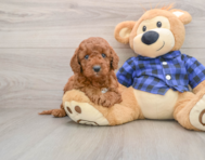 6 week old Mini Irish Doodle Puppy For Sale - Pilesgrove Pups