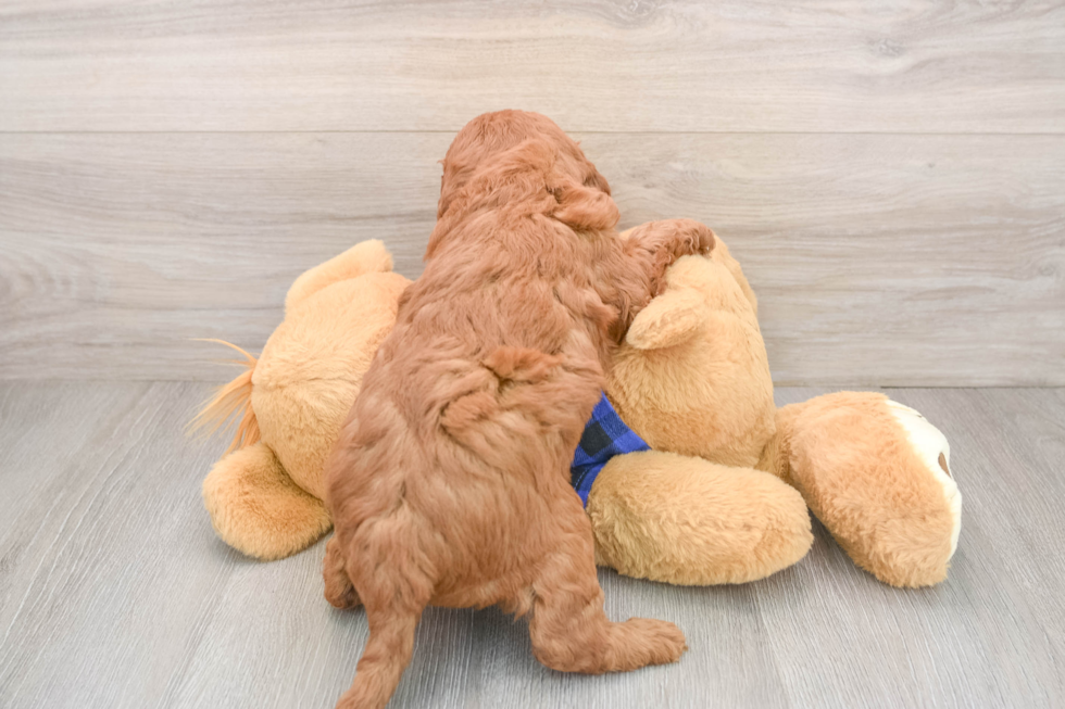 Mini Irish Doodle Pup Being Cute