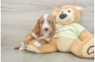 Popular Mini Irish Doodle Poodle Mix Pup