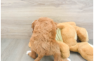 Little Irish Setterpoo Poodle Mix Puppy