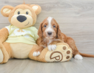7 week old Mini Irish Doodle Puppy For Sale - Pilesgrove Pups