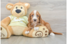 Mini Irish Doodle Puppy for Adoption