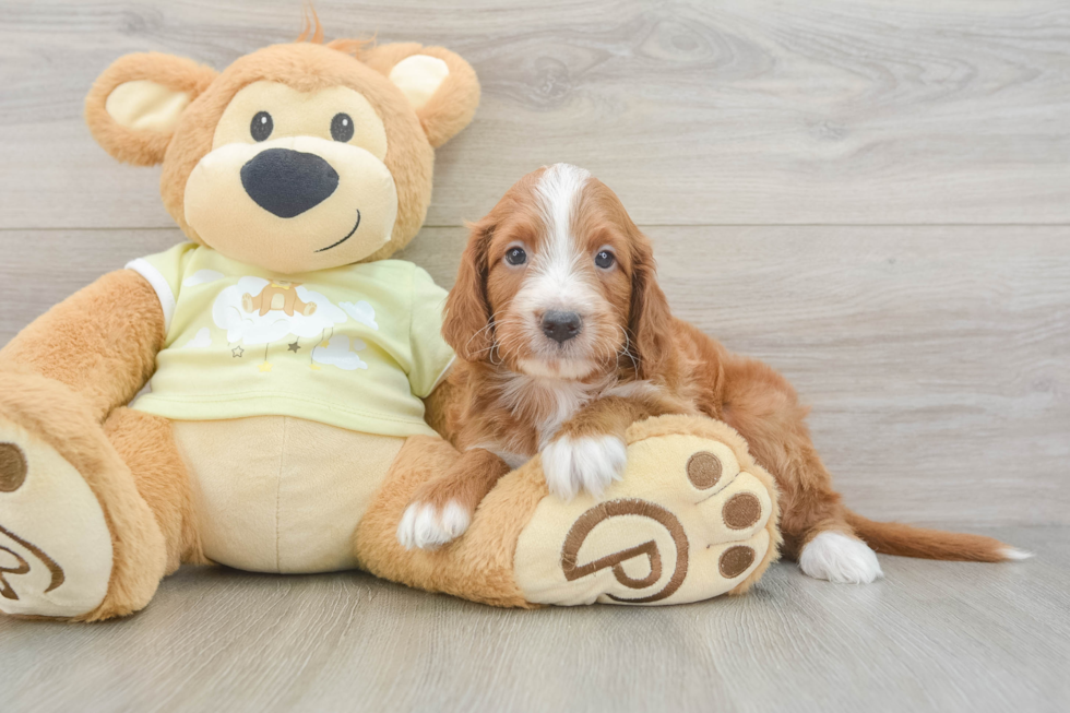 Mini Irish Doodle Puppy for Adoption