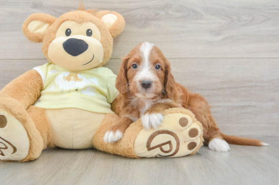 Mini Irish Doodle Puppy for Adoption