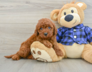 5 week old Mini Irish Doodle Puppy For Sale - Pilesgrove Pups