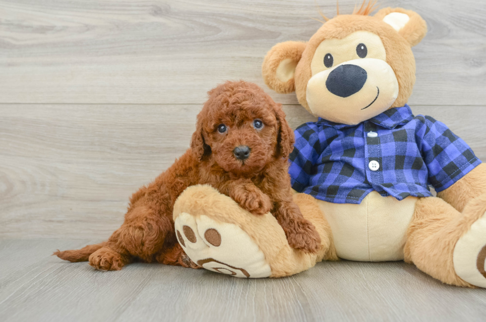 5 week old Mini Irish Doodle Puppy For Sale - Pilesgrove Pups