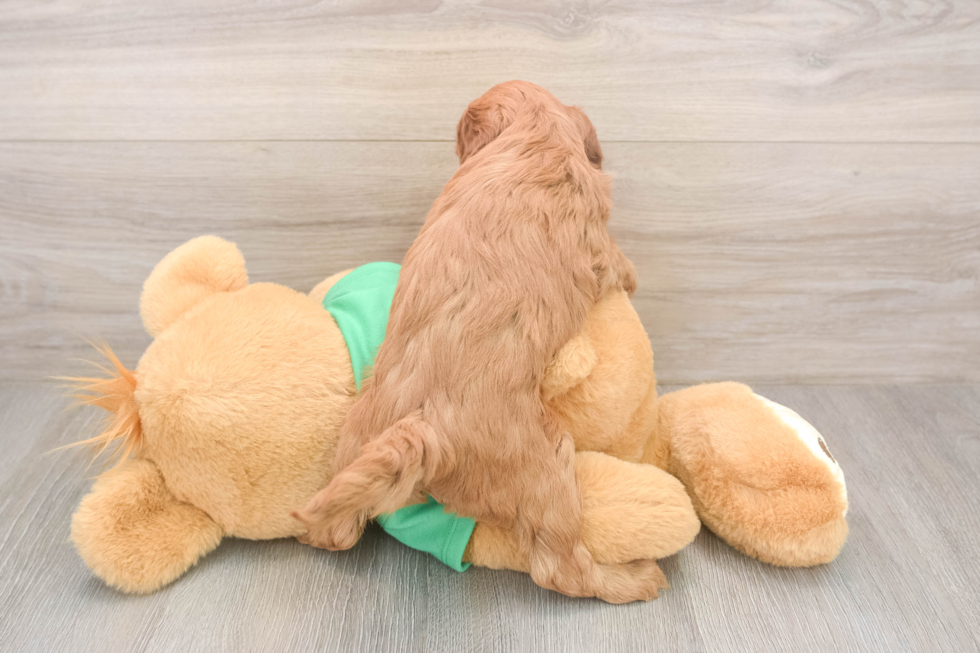 Best Mini Irish Doodle Baby