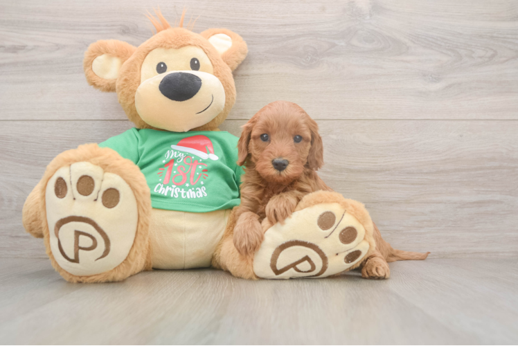 Happy Mini Irish Doodle Baby