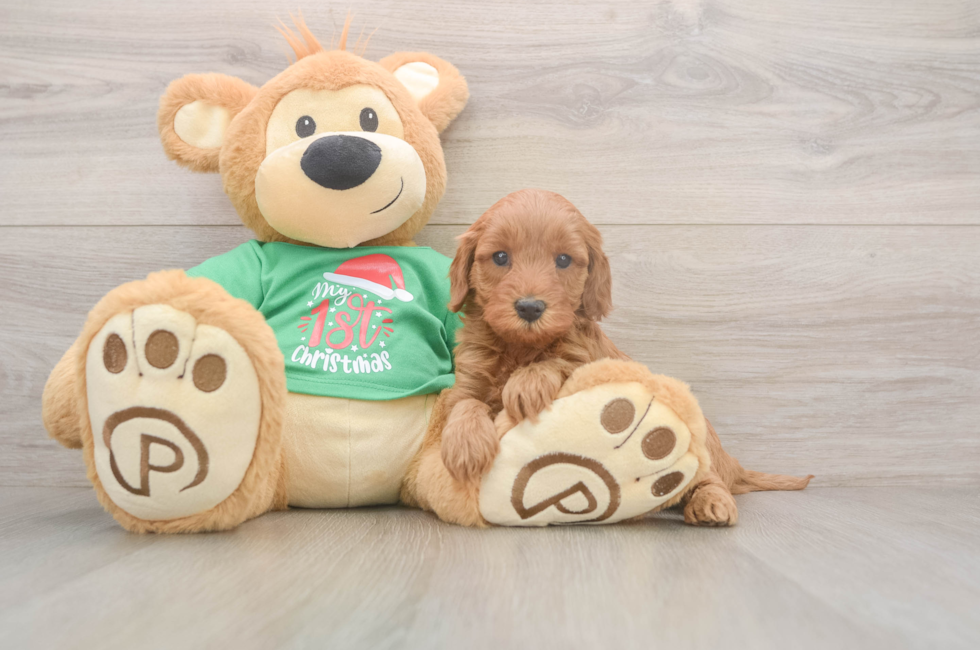 5 week old Mini Irish Doodle Puppy For Sale - Pilesgrove Pups