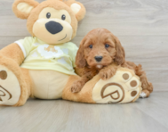 7 week old Mini Irish Doodle Puppy For Sale - Pilesgrove Pups