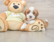 5 week old Mini Irish Doodle Puppy For Sale - Pilesgrove Pups