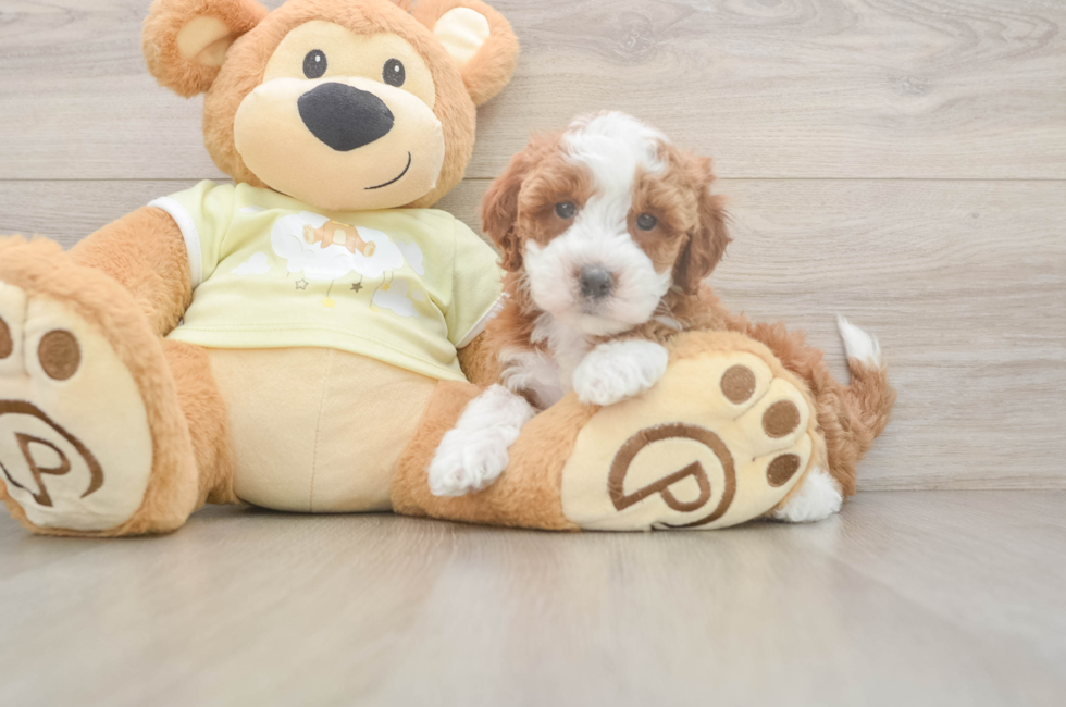 6 week old Mini Irish Doodle Puppy For Sale - Pilesgrove Pups