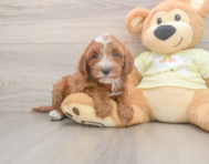 6 week old Mini Irish Doodle Puppy For Sale - Pilesgrove Pups
