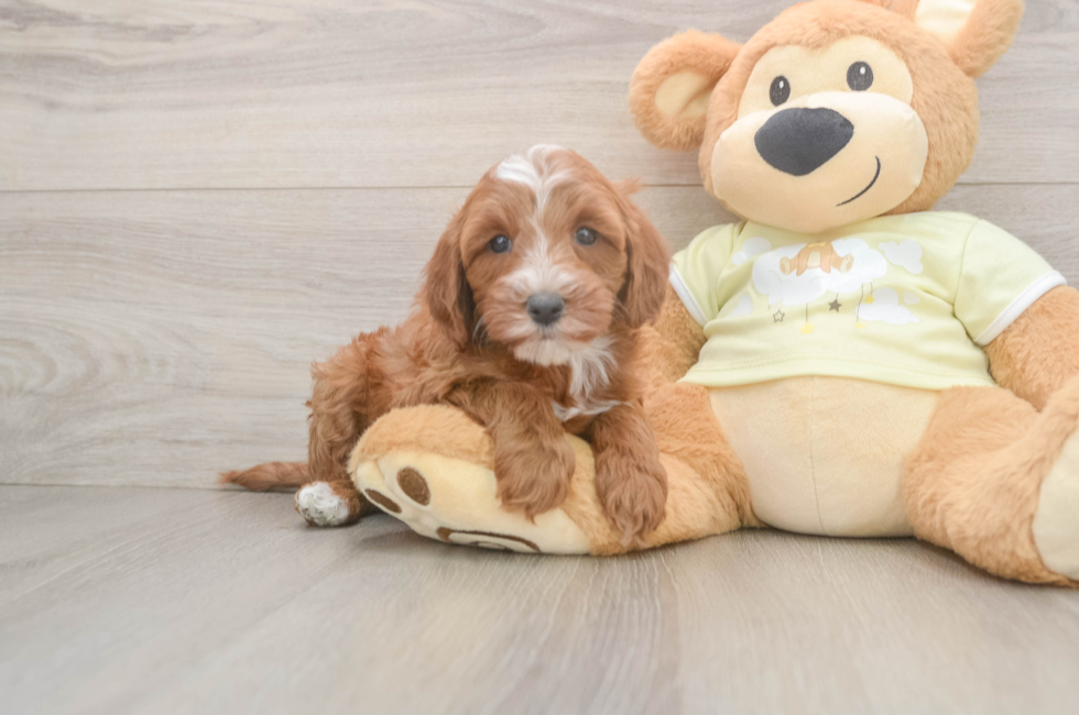 6 week old Mini Irish Doodle Puppy For Sale - Pilesgrove Pups