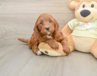 5 week old Mini Irish Doodle Puppy For Sale - Pilesgrove Pups