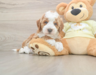5 week old Mini Irish Doodle Puppy For Sale - Pilesgrove Pups