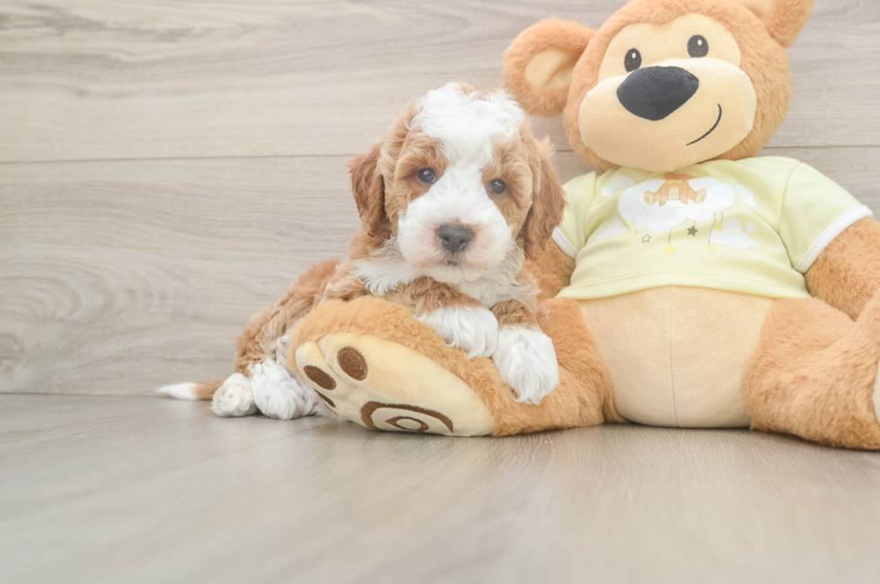 6 week old Mini Irish Doodle Puppy For Sale - Pilesgrove Pups